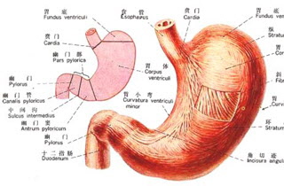 胆汁反流性胃炎症状