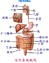 十二指肠溃疡怎么样治疗效果好?